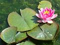 2013-0709-1045_Water_Lily_20,8C